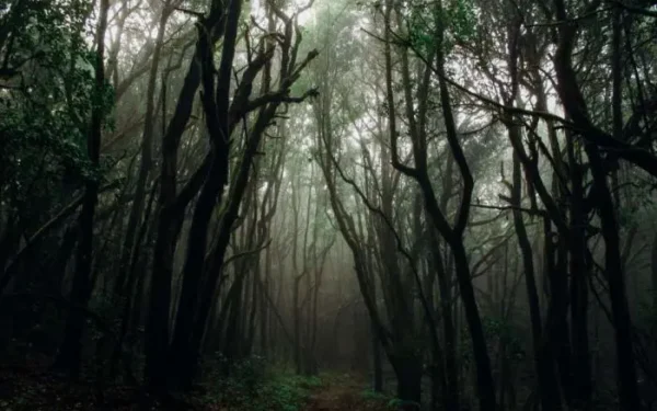 10 Most Haunted Forests in Indonesia Filled with Mystery and Mystical Stories