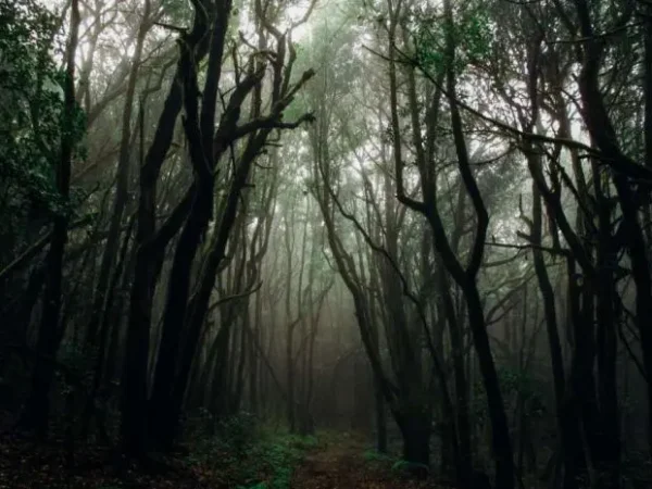 10 Most Haunted Forests in Indonesia Filled with Mystery and Mystical Stories