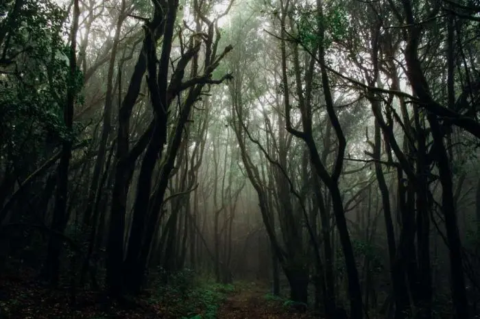 10 Most Haunted Forests in Indonesia Filled with Mystery and Mystical Stories